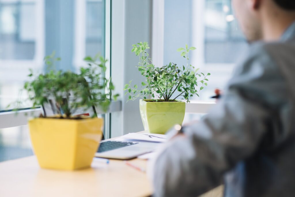 Es importante saber qué plantas para oficina escoger